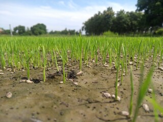 clarifying the beauty of nature and the village of seedling