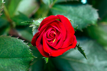 red rose buds about to bloom