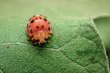 close-up of ladybug on a leaf