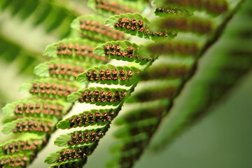 Lady fern's leaves have cramped spore capsules on the backside.