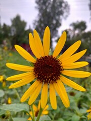 yellow sunflower