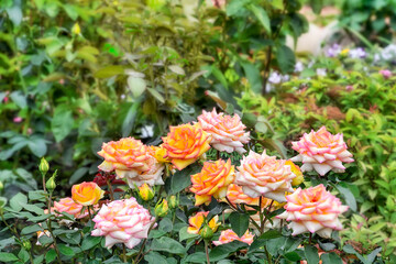 Beautiful pink-yellow rose flowers on blurred background of summer garden