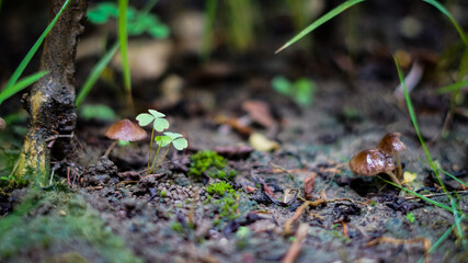 Tiny Mushrooms