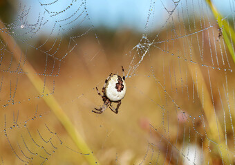 Spider weaves a web macro photography in the summer in the forest