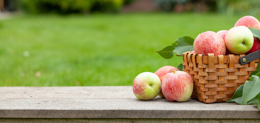 Ripe garden apple fruits