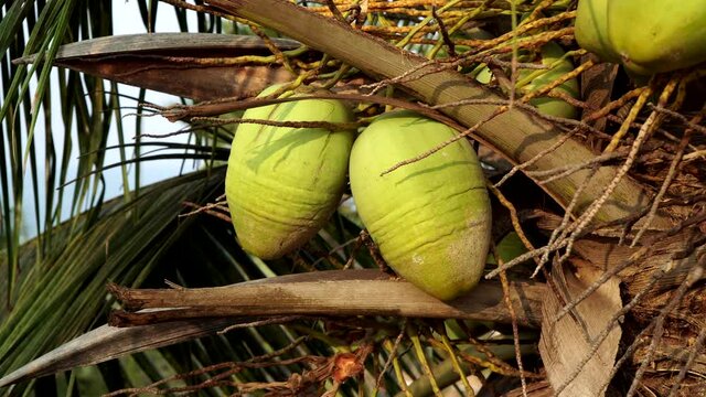 Green coconuts grow on a tropical palm tree