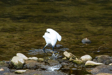 チュウサギ・捕食
