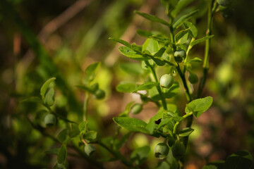 Unripe blueberry bush in the forest, close-up
