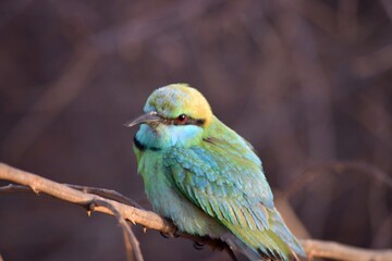 blue and yellow bird