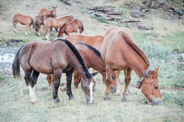 Horses grazing in a meadow in the mountain valley.