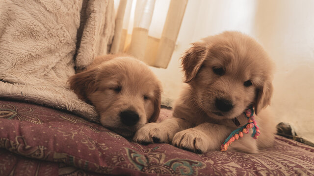 golden retriever puppies