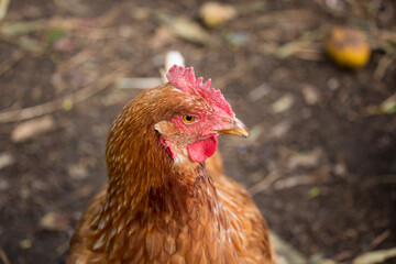 Friendly  ISA Brown  hens , hybrid type of Sex Link chicken by crossing Rhode Island Reds and Rhode Island Whites, is a  high egg production pet with cluckiness out bred to ensure 300 eggs a year.