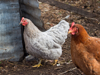  Friendly grey hen in a farmyard is a good egg producer as well as keeping bugs under control by constant scratching.
