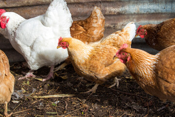 Friendly  ISA Brown  hens , hybrid type of Sex Link chicken by crossing Rhode Island Reds and Rhode Island Whites, is a  high egg production pet with cluckiness out bred to ensure 300 eggs a year.