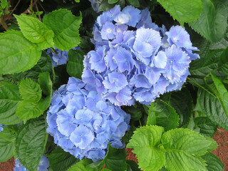 closeup of blue hydrangea flowers
