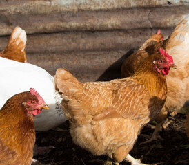 Friendly  ISA Brown  hens , hybrid type of Sex Link chicken by crossing Rhode Island Reds and Rhode Island Whites, is a  high egg production pet with cluckiness out bred to ensure 300 eggs a year.