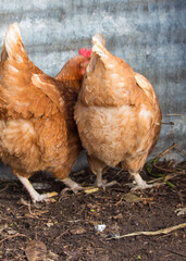 Friendly  ISA Brown  hens , hybrid type of Sex Link chicken by crossing Rhode Island Reds and Rhode Island Whites, is a  high egg production pet with cluckiness out bred to ensure 300 eggs a year.