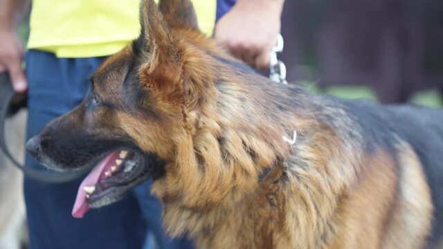 Highly trained Disaster Search Dog (DSD) teams training dogs to  response efforts to save lives in the face of terrorist attacks, earthquakes and floods . 