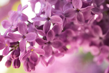 Naklejka na ściany i meble Closeup view of beautiful blossoming lilac shrub outdoors