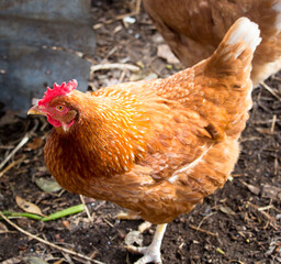 Friendly  ISA Brown  hens , hybrid type of Sex Link chicken by crossing Rhode Island Reds and Rhode Island Whites, is a  high egg production pet with cluckiness out bred to ensure 300 eggs a year.