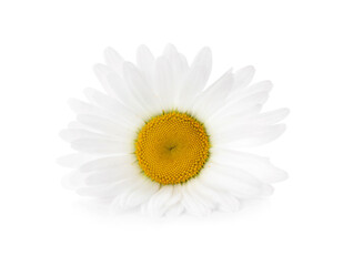 Beautiful fragrant chamomile flower isolated on white