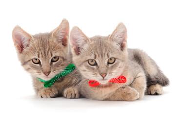 Obraz premium Two small gray kitten.