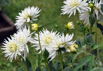 Fototapeta premium Dahlien im Garten