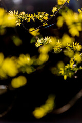 yellow  narrow-leaved ash tree leaves on dark background