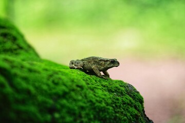 frog on a tree