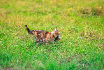 striped cat fisherman carries a large bass caught in the teeth of a green meadow