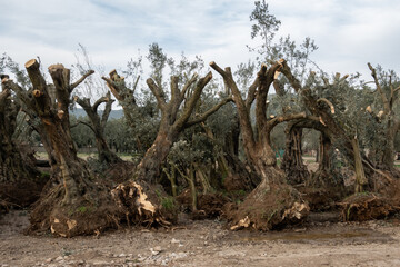 uprooted mature olive trees