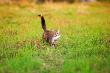 nimble a striped cat carries a fish caught in the teeth of a large one across a green clearing