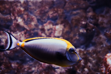 elegant unicornfish underwater close-up view