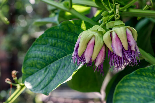 passion fruit flower buds among the green foliage of the plantation