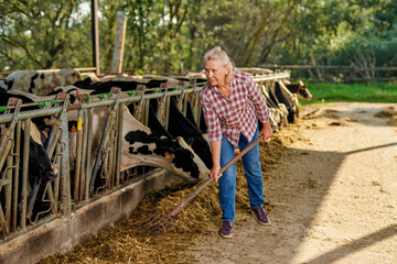 Fototapeta premium Farmer woman is working on farm with dairy cows