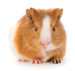 Guinea pig isolated.