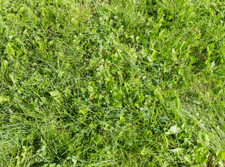 Fragment of lawn with different low grass, background