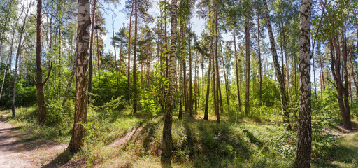 Panorama of the mixed deciduous and coniferous forest backlit