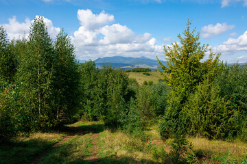 Obraz premium Carpathian countryside in September. mountain landscape on a sunny day. trees on the meadow. sky with fluffy clouds