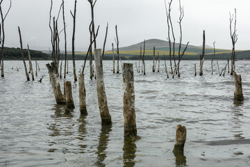 Dry trees standing in the water of the Dead Salt Lake Tambukan, Stavropol region, Russia