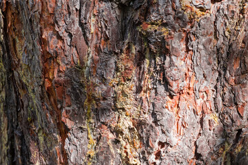 Old pine trunk with cracked bark and resin drips, background