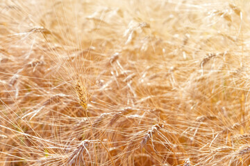 Wheat field at sunset or sunrise. Harvest of ripe golden ears in sunlight. Harvesting season in agricultural farm, rural sunny landscape, freedom concept. Farmland background.