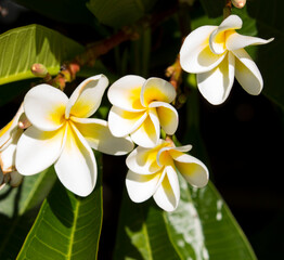 Fototapeta premium Spectacular fragrant pure white scented blooms with yellow centers of exotic tropical frangipanni species plumeria plumeria flowering in summer adds fragrant charm to an urban street scape.