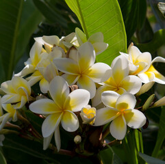Spectacular fragrant pure white scented blooms  with yellow centers of exotic tropical  frangipanni species plumeria plumeria  flowering in summer adds fragrant charm to an urban street scape.