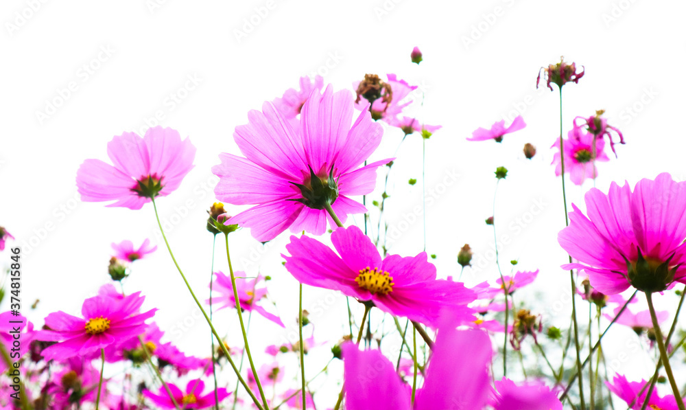 Wall mural beautiful pink cosmos flowers blooming in garden.