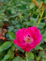 pink rose in the garden