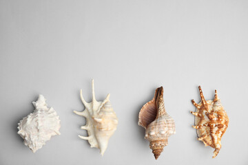 Different beautiful sea shells on light grey background, flat lay. Space for text