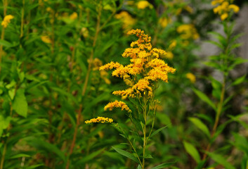 Goldenrod blooms