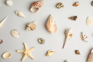 Different beautiful sea shells on light grey background, flat lay