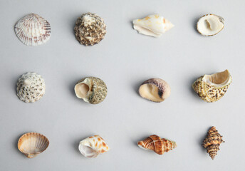 Different beautiful sea shells on light grey background, flat lay